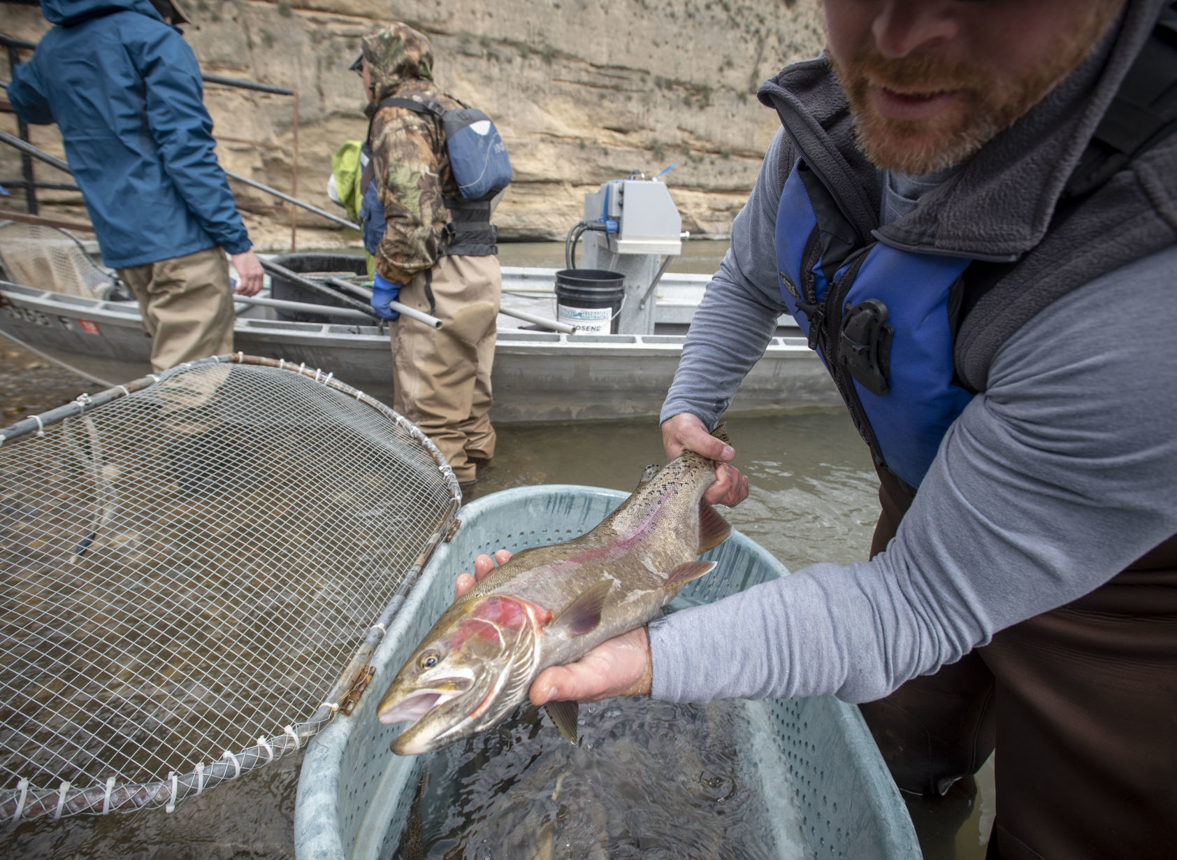 Rainbow trout electrofishing